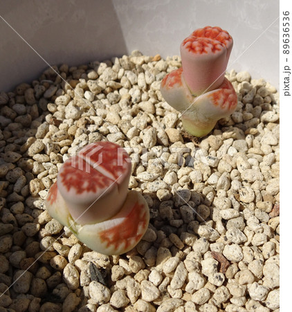多肉植物 脱皮中のリトープス カラスモンタナ ティシェリー 写真 多肉植物 脱皮中のリトープス カラスモンタナ ティシェリー 写真 89636536