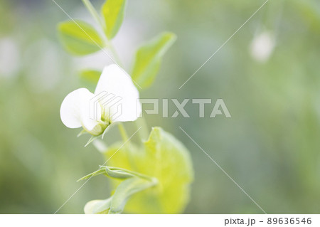 スナップエンドウの花 スナップエンドウの花 89636546