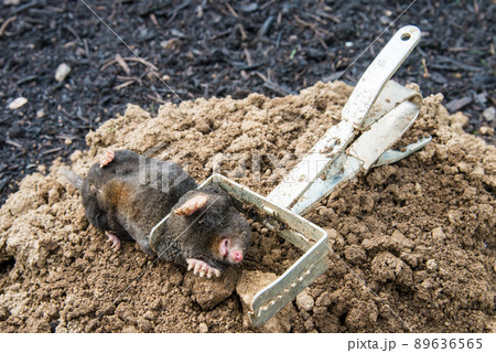 Caught european mole inside a trap placed on mole hill Caught european mole inside a trap placed on mole hill 89636565