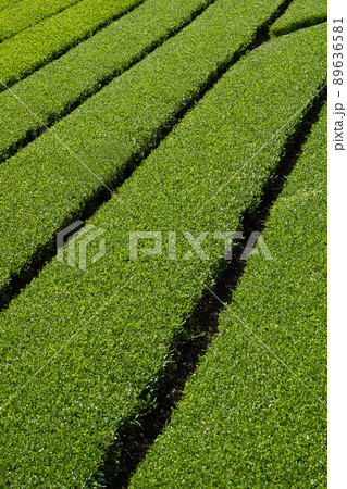 新緑の茶畑 89636581