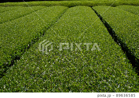 新緑の茶畑 89636585