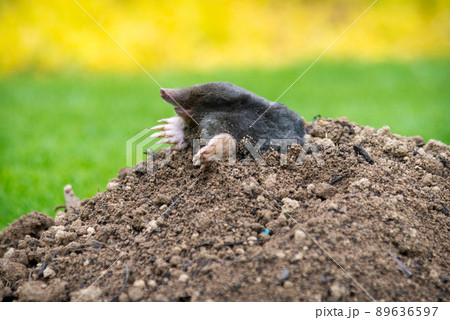 Mole, Talpa europaea, making mole hill and damaging beautiful lawn and flower garden. 89636597