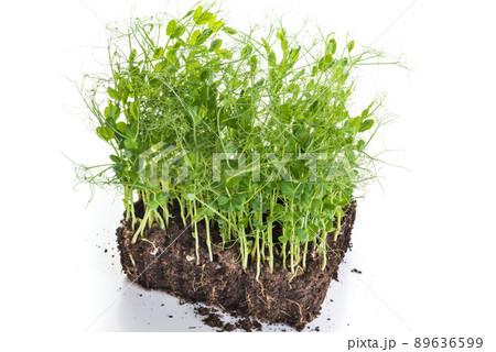 Pea sprouts taken from container with soil and roots, healthy eating home gardening concept Pea sprouts taken from container with soil and roots, healthy eating home gardening concept 89636599