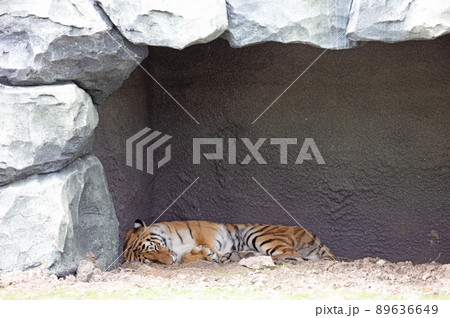 Amur tiger sleeping at enclosure Amur tiger sleeping at enclosure 89636649