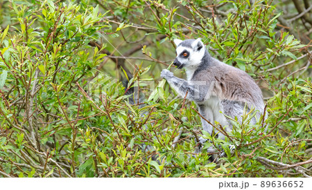 Lemur Catta (Maki) eating in a tree Lemur Catta (Maki) eating in a tree 89636652