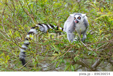 Lemur Catta (Maki) in nature Lemur Catta (Maki) in nature 89636654