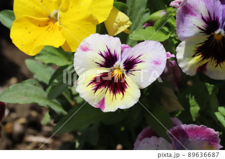 春の日本の庭に咲くカラフルなパンジーの花 89636687