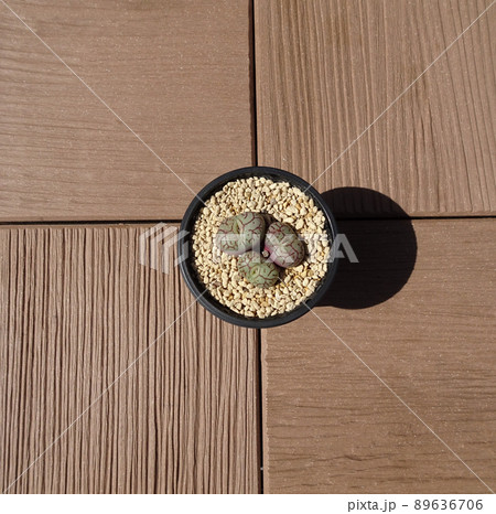 屋上庭園の多肉植物 コノフィツム ウィッテベルゲンセ 小型 枝紋 唐草紋 写真 89636706