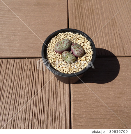 屋上庭園の多肉植物 コノフィツム ウィッテベルゲンセ 小型 枝紋 唐草紋 写真 89636709
