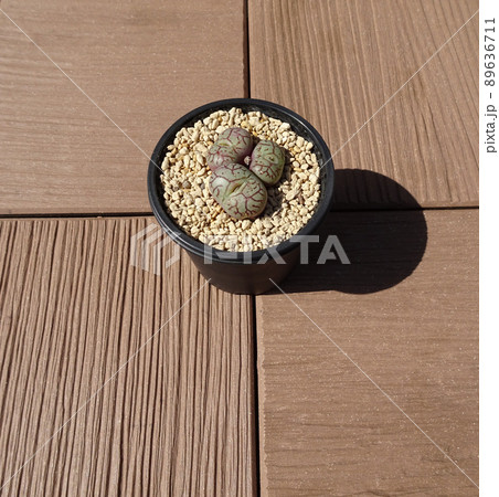 屋上庭園の多肉植物 コノフィツム ウィッテベルゲンセ 小型 枝紋 唐草紋 写真 89636711