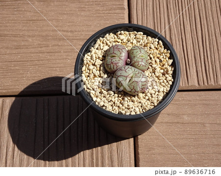 屋上庭園の多肉植物 コノフィツム ウィッテベルゲンセ 小型 枝紋 唐草紋 写真 屋上庭園の多肉植物 コノフィツム ウィッテベルゲンセ 小型 枝紋 唐草紋 写真 89636716