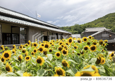 小豆島　二十四の瞳映画村　ヒマワリ 89636736