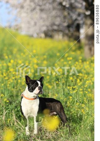 青空下で満開に咲く桜と菜の花の中で遊びながら何かを発見して見つめる愛犬ボストンテリアのマイティくん♡ 青空下で満開に咲く桜と菜の花の中で遊びながら何かを発見して見つめる愛犬ボストンテリアのマイティくん♡ 89636880