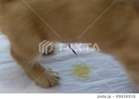 仔犬　カニンヘンダックスフンド　オシッコ 89636916