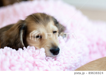 仔犬 カニンヘンダックスフンド 仔犬 カニンヘンダックスフンド 89636924