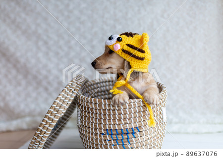 仔犬 カニンヘンダックスフンド 仔犬 カニンヘンダックスフンド 89637076