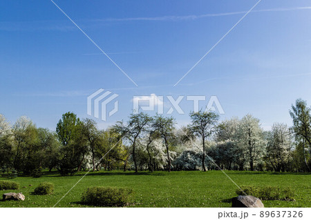 Rock garden with trees in the distance and clear blue sky 89637326