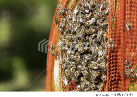 金稜辺(キンリョウヘン)に群がるニホンミツバチの分蜂 金稜辺(キンリョウヘン)に群がるニホンミツバチの分蜂 89637347