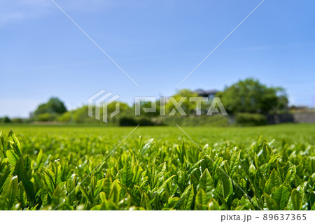 新緑のころの茶畑と青空のコピースペース 89637365
