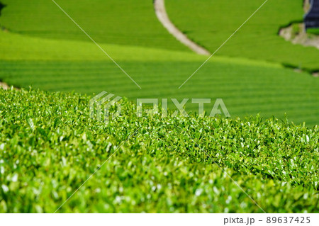 京都府和束・宇治茶の産地石寺地区の茶畑 京都府和束・宇治茶の産地石寺地区の茶畑 89637425