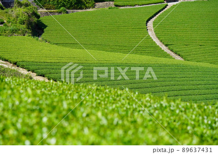 京都府和束・宇治茶の産地石寺地区の茶畑 89637431