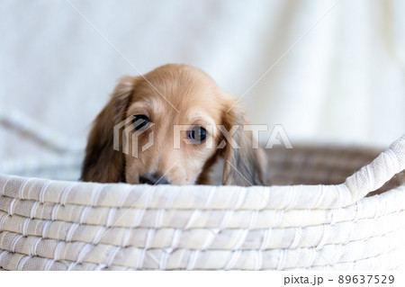 仔犬 カニンヘンダックスフンド 仔犬 カニンヘンダックスフンド 89637529