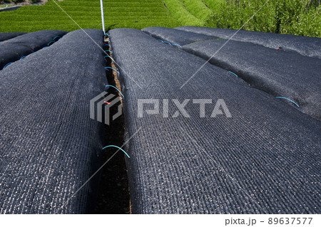 新緑の茶畑とかぶせ茶の黒いシート 新緑の茶畑とかぶせ茶の黒いシート 89637577