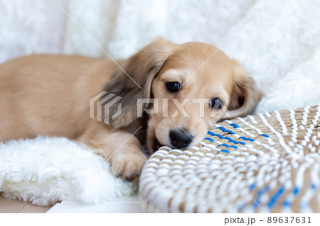 仔犬 カニンヘンダックスフンド 仔犬 カニンヘンダックスフンド 89637631