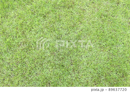 838_芝 838_芝 89637720