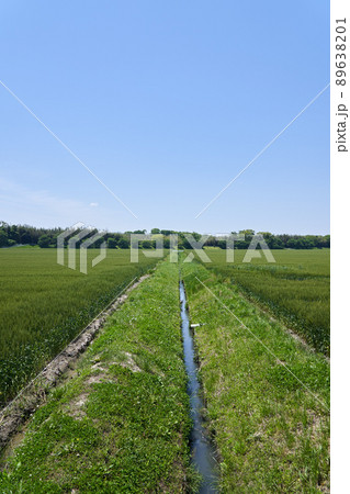 5月初めのころの麦畑の様子と青空のコピースペース 89638201
