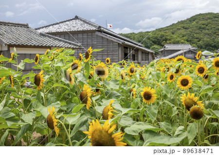 小豆島　二十四の瞳映画村　ヒマワリ 89638471