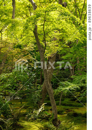 新緑の祇王寺 新緑の祇王寺 89638639