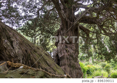 小豆島　宝生院の真柏 89639011