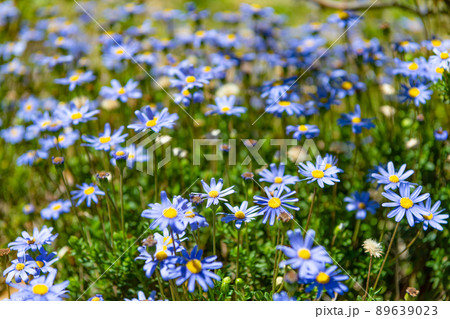 Blue felicia flowering daisy plants blooming in summer meadow Blue felicia flowering daisy plants blooming in summer meadow 89639023