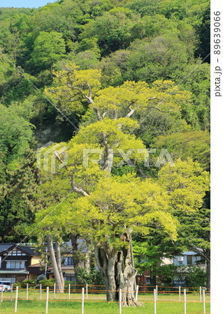 市振関所趾の関所榎　新潟県糸魚川市 89639066