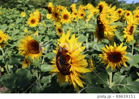 向日葵の花言葉は私はあなただけを見つめる 向日葵の花言葉は私はあなただけを見つめる 89639151