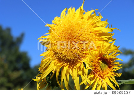 スカイブルーに映える大輪のヒマワリの花 89639157