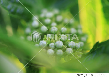 アジサイ　0175 89639320