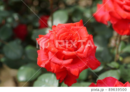 バラ　Rose 89639500