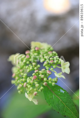 アジサイ　0181 89639615