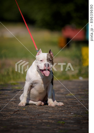 American bulldog in forest 89639690
