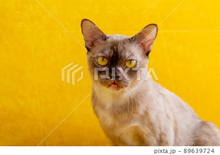 Burmese cat with yellow eyes. Close-up portrait. 89639724
