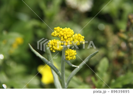 ハハコグサ ハハコグサ 89639895