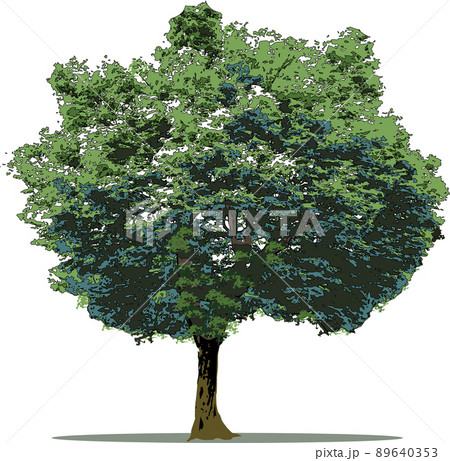 木　樹木 89640353