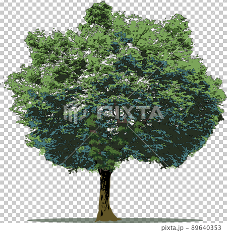 木　樹木 89640353