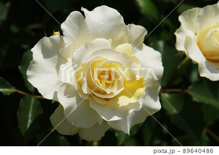 バラ（薔薇）  Rose 89640486