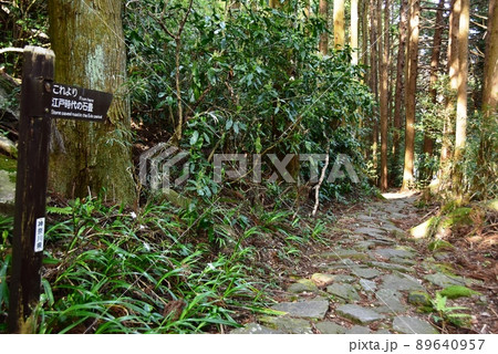 箱根町　須雲川自然探勝歩道（割石坂）と江戸時代の石畳 89640957