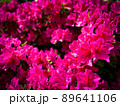 かっこいい雰囲気のツツジの花 89641106