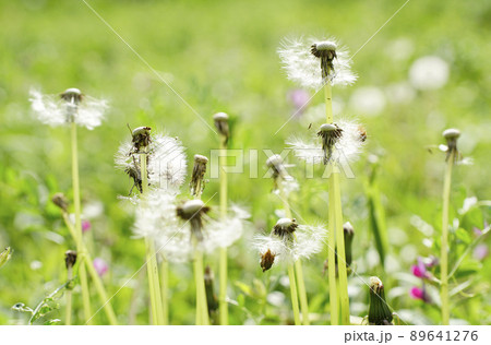 春、残り少なくなって落武者の頭の様なタンポポの綿毛群 春、残り少なくなって落武者の頭の様なタンポポの綿毛群 89641276