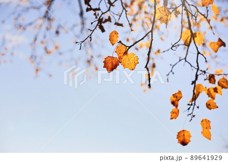 autumn scene with yellow leaves, blurred brown branches and blue sky 89641929
